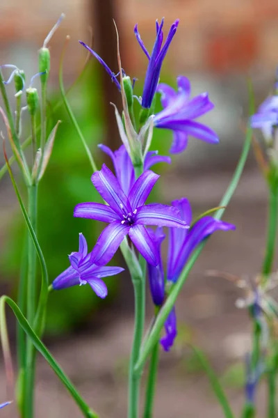 Närbild av Harvest Brodiaea (Brodiaea elegans) — Stockfoto