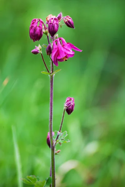 Pink Aquilegia - granny's bonnet, columbine blooming in the gard — Stock Photo, Image