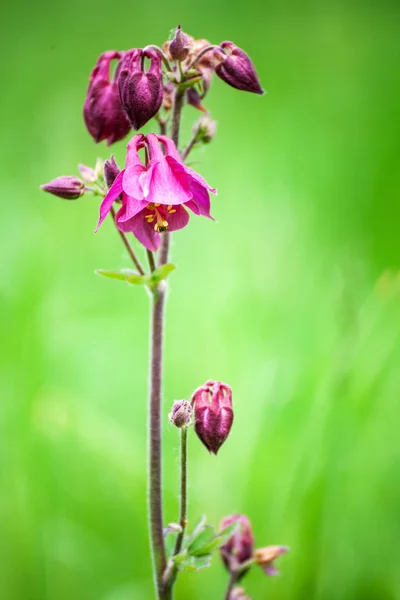 Pink Aquilegia - granny's bonnet, columbine blooming in the gard — Stock Photo, Image