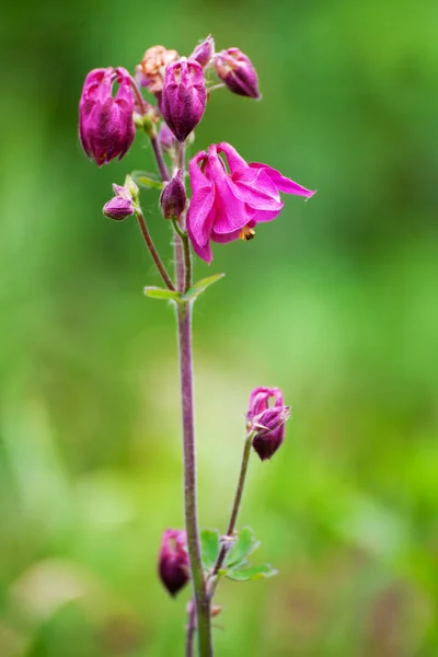 Aquilegia rosa - capota da vovó, columbine florescendo no galho — Fotografia de Stock