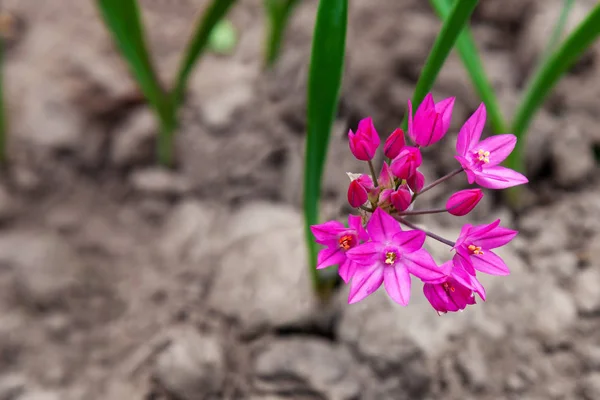 Allium oreophilum, virágzó gyógynövény a kertben Stock Kép