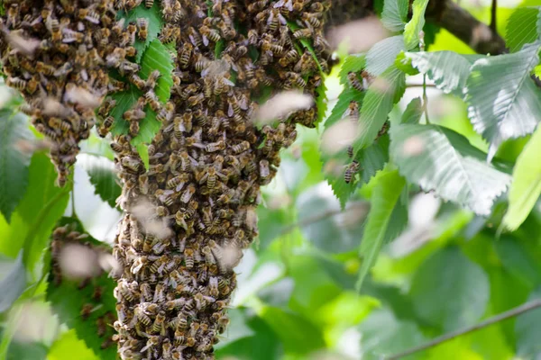 Zwerm bijen in een boom — Stockfoto