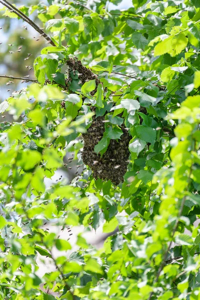 Рід бджіл на дереві — стокове фото