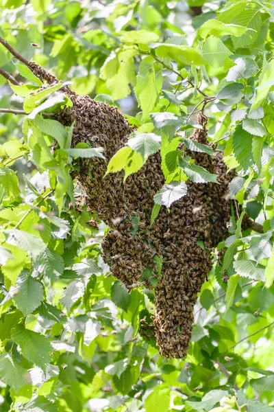 bir ağaçta arı sürüsü