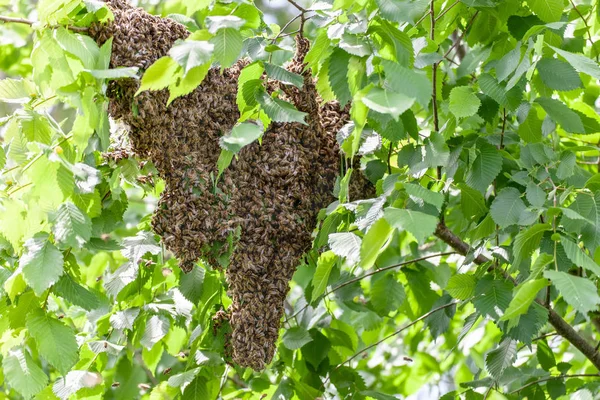 Bisvärm i ett träd — Stockfoto