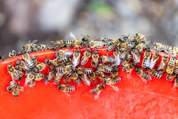 Svärm av bin på röd bakgrund — Stockfoto