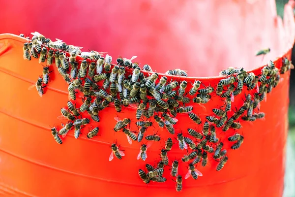 Рід бджіл на червоному тлі — стокове фото