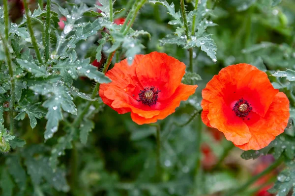 Red poppies on a meadow — Stock Photo, Image