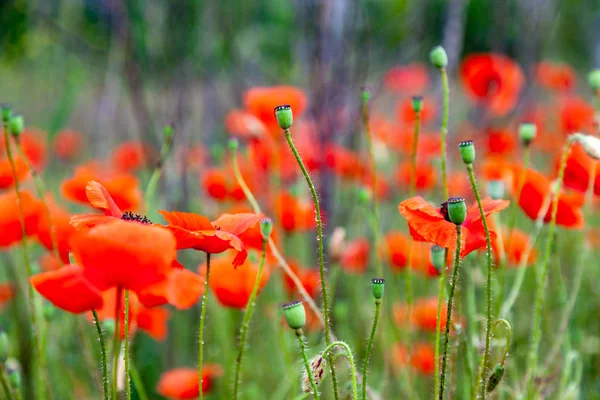 Red poppies on a meadow — Stock Photo, Image