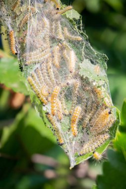 Tırtıl ile hastalıklı ağaç yeşil yaprakları