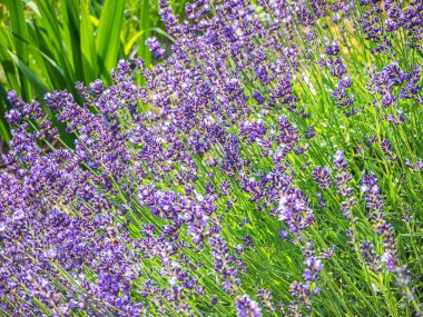 Lavanta çiçek çiçeklenme yaz saati