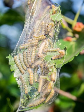 Tırtıl ile hastalıklı ağaç yeşil yaprakları