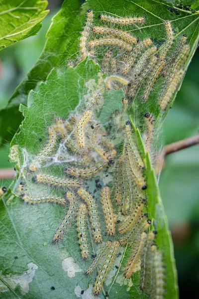 Diseased tree green leaves with caterpillar — Stock Photo, Image