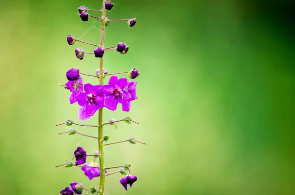 Fiori selvatici su sfondo verde sfocato — Foto Stock