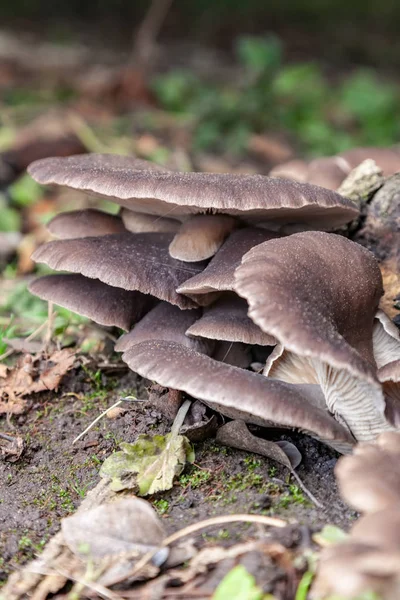 Les champignons huîtres sont cultivés sur des souches d'arbres — Photo