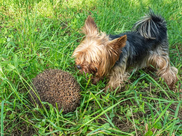 Hond en Egel in de weide — Stockfoto