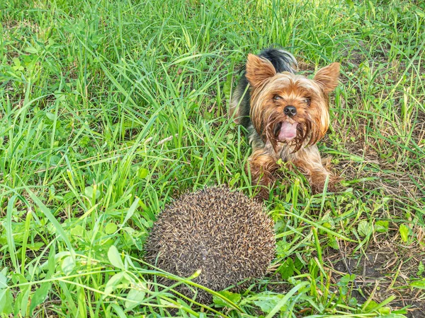 Hond en Egel in de weide — Stockfoto