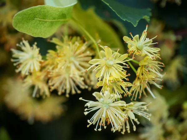 Linden blossom inflorescence on the background of green leaves c — Stock Photo, Image