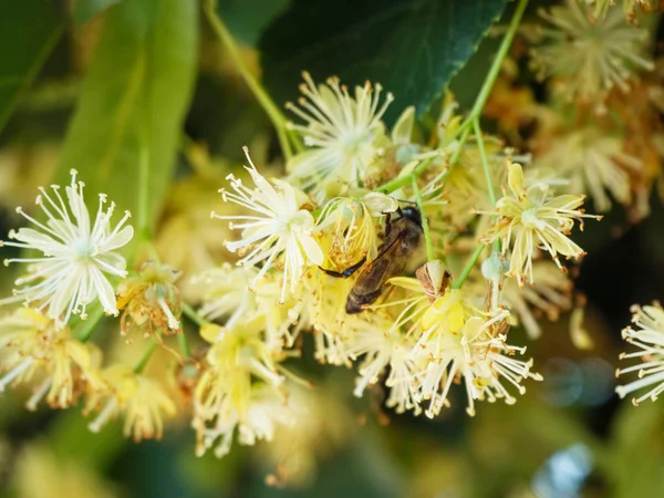 Linden blossom inflorescence on the background of green leaves c — Stock Photo, Image