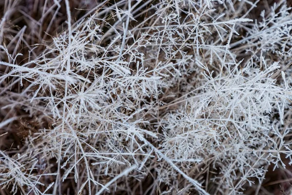 Suché trávy pokryté mrazem — Stock fotografie