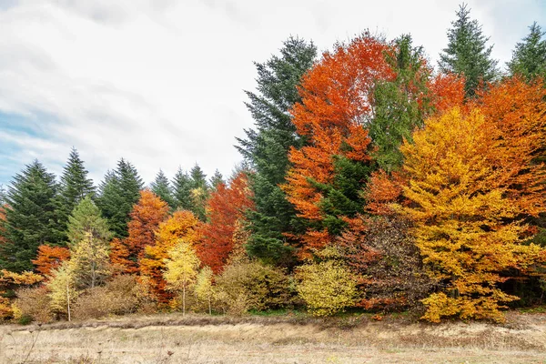 Прекрасна осінь, осінній лісовий пейзаж — стокове фото