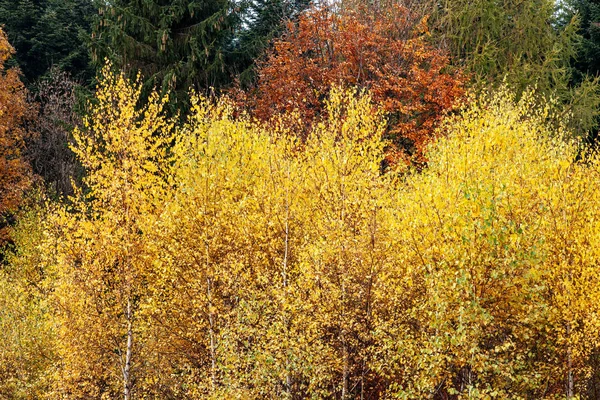 Hintergrund der gelben Herbstblätter — Stockfoto