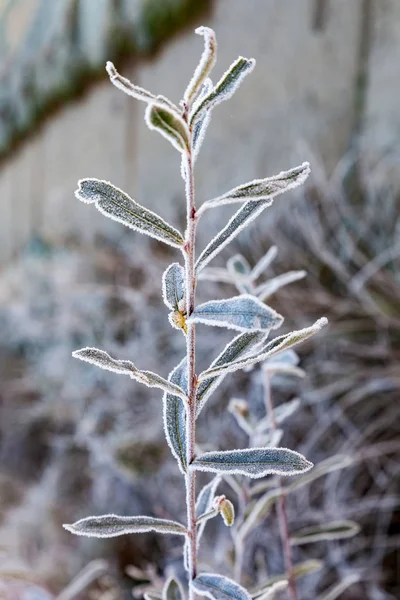 Větev rostliny je pokryta mrazem — Stock fotografie