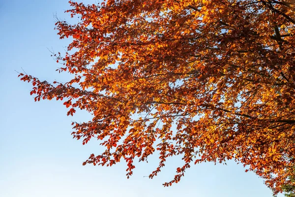 Folhas de outono contra o céu azul — Fotografia de Stock