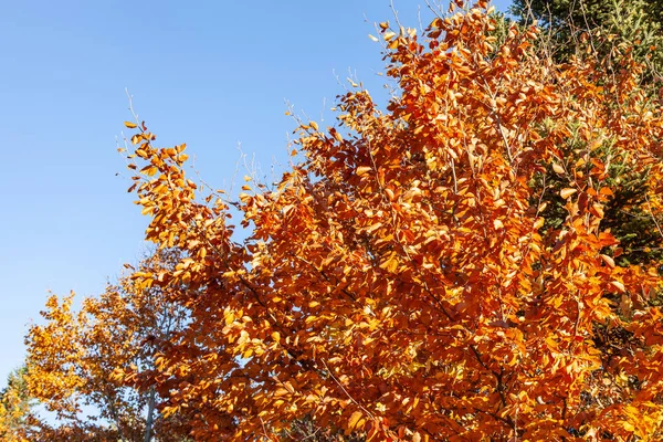 Herbstblätter gegen blauen Himmel — Stockfoto