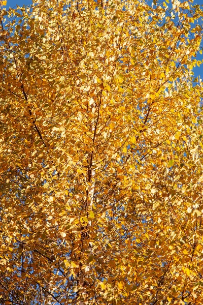 Gelbe Herbstblätter, abstrakter Hintergrund — Stockfoto
