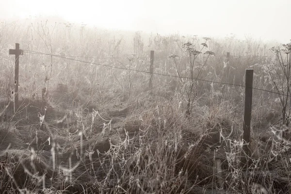 Çayır sisli sabah — Stok fotoğraf