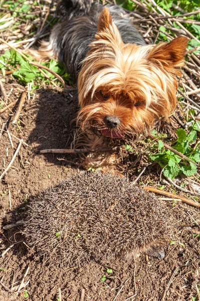 Dog Yorkshire Terriër Egel Wei — Stockfoto