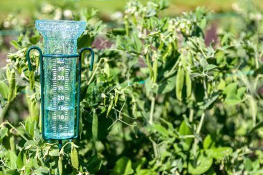 Yağmurdan sonra bahçede bezelye yatağının arka planında yağmur ölçer ile meteoroloji