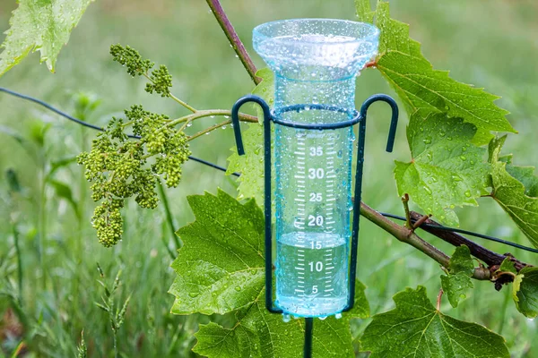 Meteorology with rain gauge in garden after the rain against the background of the vineyard