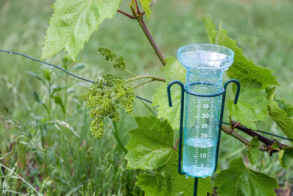 Meteorology Rain Gauge Garden Rain Background Vineyard — Stock Photo, Image