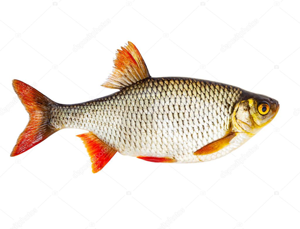 Fresh raw fish rudd isolated on white background with clipping path