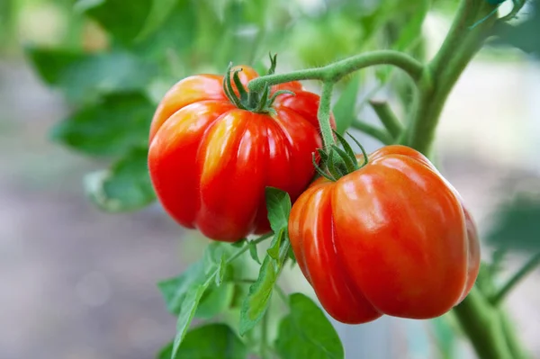Red Tomatoes Grow Garden Greenhouse Fresh Organic Vegetables Close — Stock Photo, Image