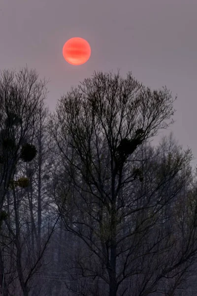 Dramatische Zonsondergang Zonsondergang Rode Zon Boven Zwarte Bomen — Stockfoto