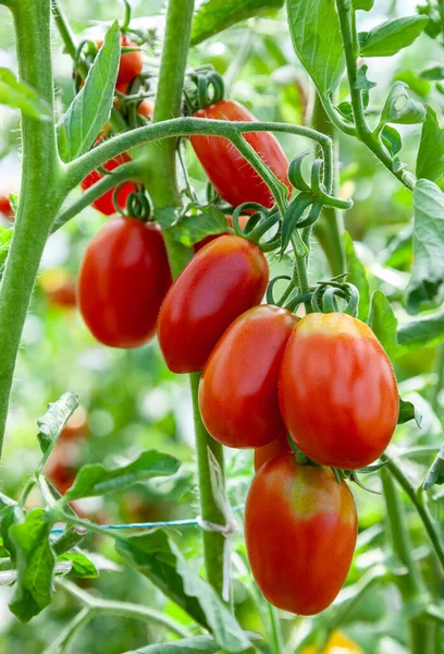 Red Ripe Tomatoes Grow Greenhouse Close Organic Farming — Stock Photo, Image