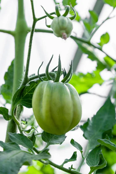 Tomates Verdes Não Maduros Crescem Uma Estufa Close Agricultura Biológica — Fotografia de Stock