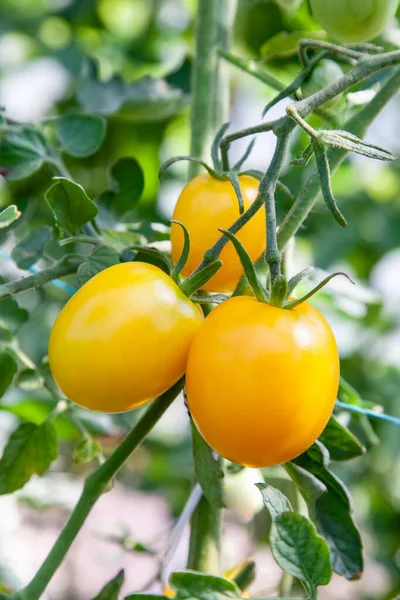 Yellow Ripe Tomatoes Grow Greenhouse Close Organic Farming — Stock Photo, Image