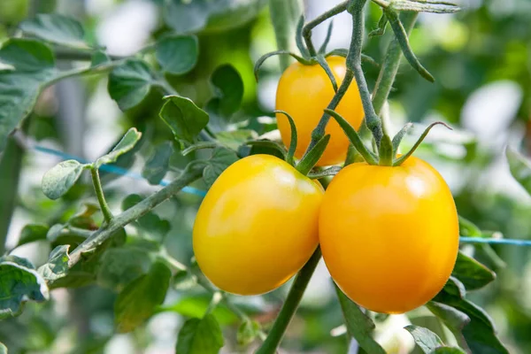 Yellow Ripe Tomatoes Grow Greenhouse Close Organic Farming — Stock Photo, Image