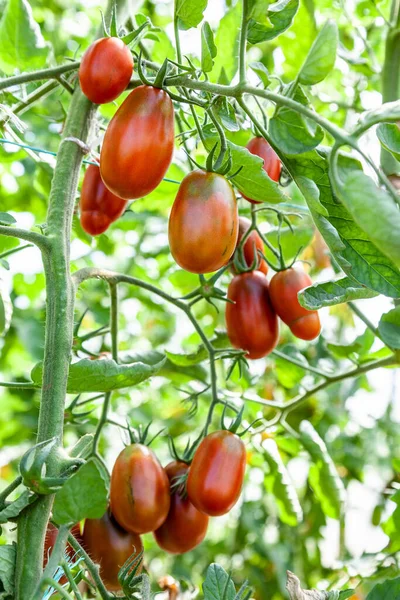 Red Ripe Tomatoes Grow Greenhouse Close Organic Farming — Stock Photo, Image