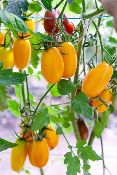 Gula Mogna Tomater Växer Ett Växthus Nära Ekologiskt Jordbruk — Stockfoto