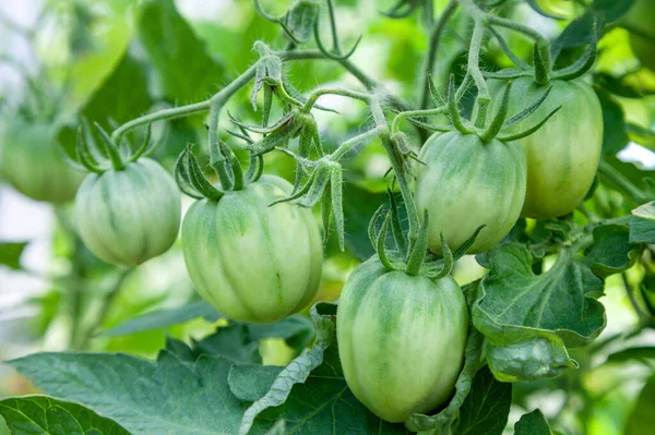 Gröna Omogna Tomater Växer Ett Växthus Närbild Ekologiskt Jordbruk — Stockfoto
