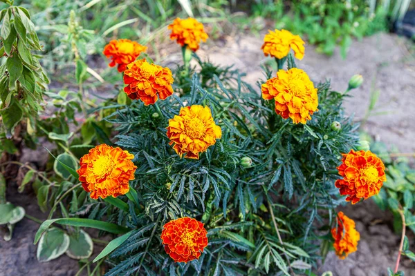 Close Bela Flor Calêndula Amarela Laranja — Fotografia de Stock