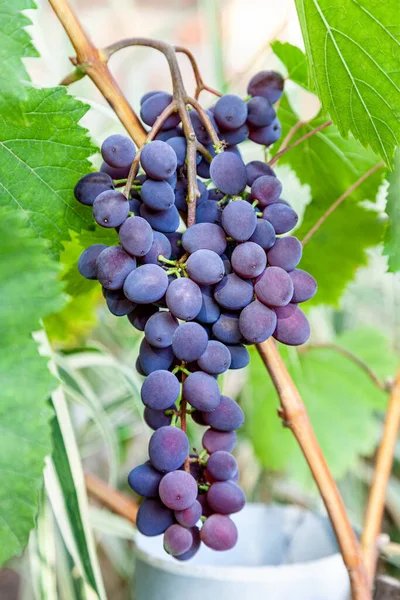 Bunch Red Wine Grapes Bush Grape Plantations Cultivation Production Wine — Stock Photo, Image