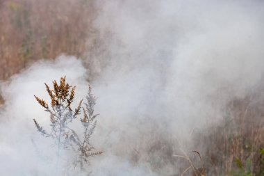 Çayırdaki yangın, yoğun duman, çiftçilerin kuru ot yakması küresel ısınmaya katkıda bulunuyor.