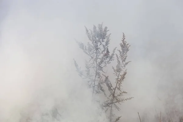 Fuego Prado Oleaje Humo Espeso Los Agricultores Quemando Hierba Seca — Foto de Stock