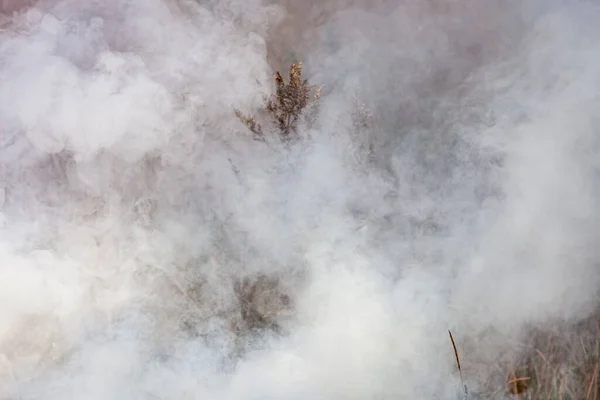 Fuego Prado Oleaje Humo Espeso Los Agricultores Quemando Hierba Seca — Foto de Stock